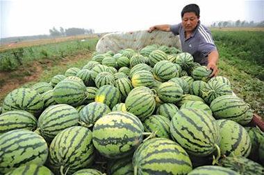 隔餐瓜可以吃吗,食用安全与适宜时间解析